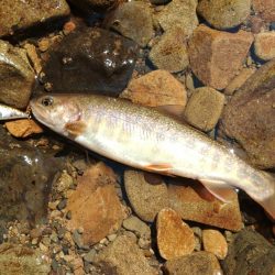 夏のアマゴは難しい